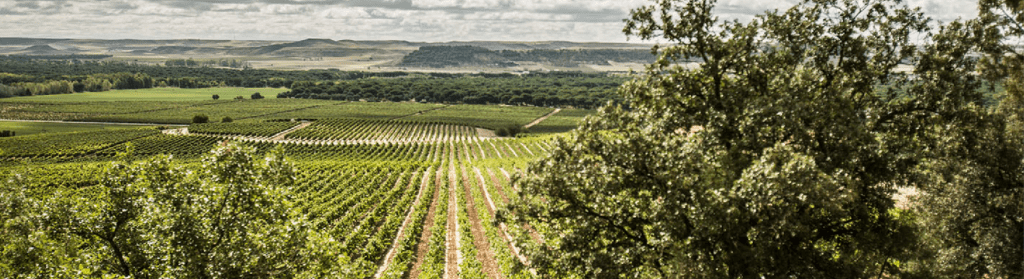 Viña Terreno familia osborne